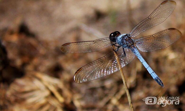 Nova espécie de libélula é descoberta em São Carlos - Crédito: © Rhainer Guillermo Nascimento Ferreira/Ufscar/Direitos reservados