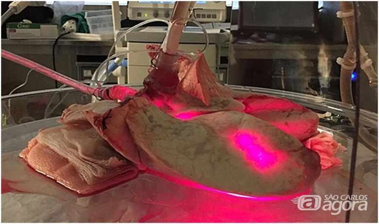 Descontaminar órgãos para transplante técnica desenvolvida entre os pesquisadores do CEPOF –IFSC – USP em parceria com pesquisadores da Universidade de Toronto -Canadá - Crédito: divulgação
