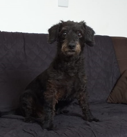 Homenagem da Funerais Pet a cachorrinha Luna -