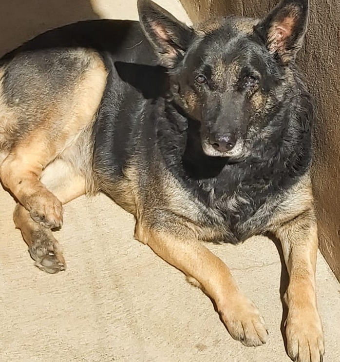 Homenagem da Funerais Pet a cachorrinha Milly -
