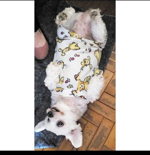 Homenagem da Funerais Pet a cachorrinha Pandora -