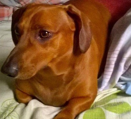 Homenagem da Funerais Pet ao cachorrinho Nick -