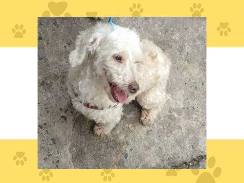 Homenagem da Funerais Pet ao cachorrinho Saydi -