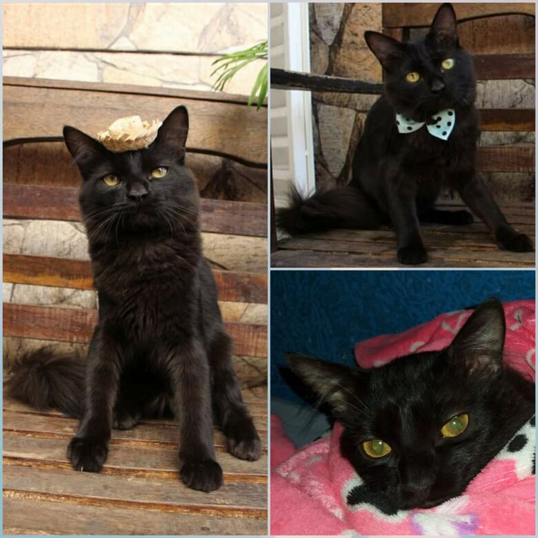 Gatinho desapareceu na região do Santa Paula. Ajude a encontrá-lo -
