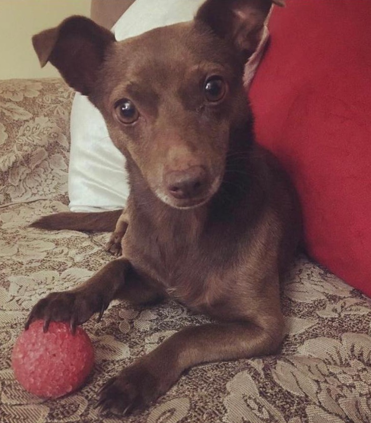 Cachorrinho Nick desaparece no Jardim Ricetti. Ajude a encontrá-lo -