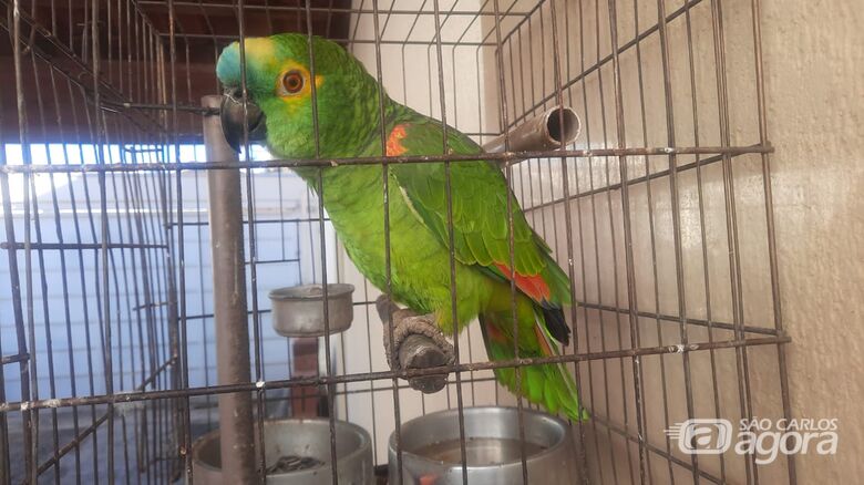 Papagaio em cativeiro resultou multa ao proprietário - Crédito: Divulgação