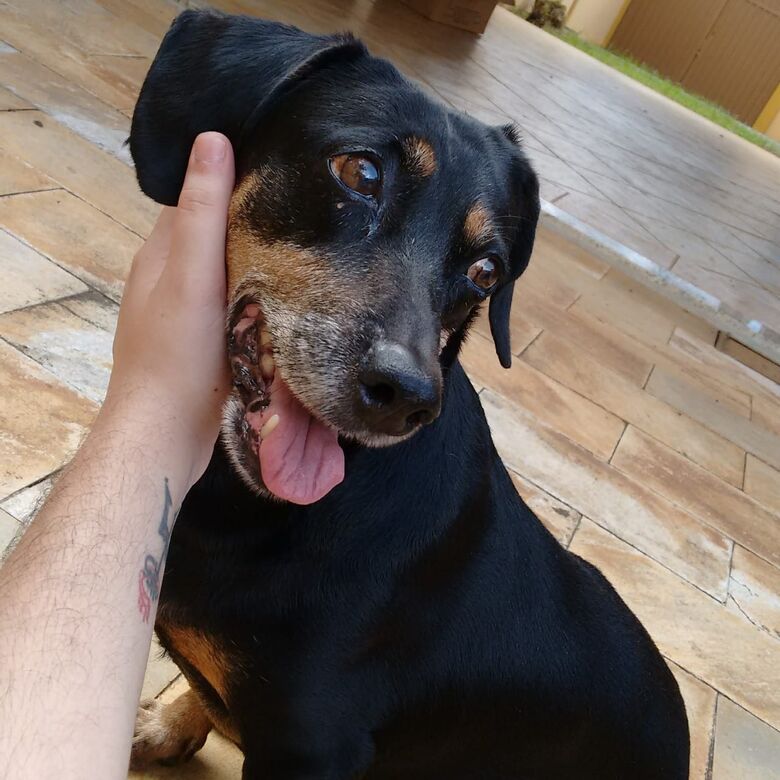 Homenagem da Funerais Pet a cachorrinha Pitchula -