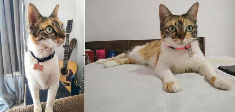 Gata Mel desapareceu no Jardim Bandeirantes. Ajude a encontrá-la -
