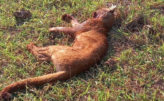 Onça parda, ameaçada de extinção, foi morta com um tiro de espingarda - Crédito: Divulgação