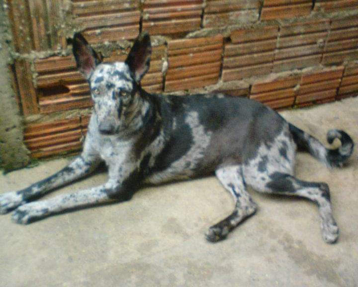 Homenagem da Funerais Pet à cachorrinha Chica -