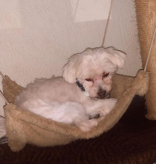 Homenagem da Funerais Pet ao cachorrinho Nick -