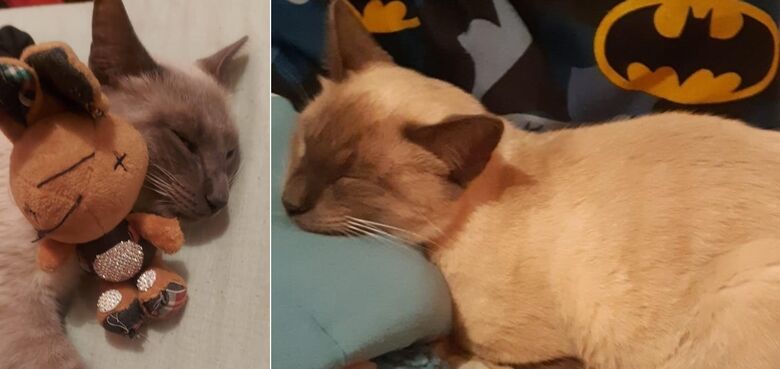 Gato Mingau desaparece na região da praça do Coqueiros -