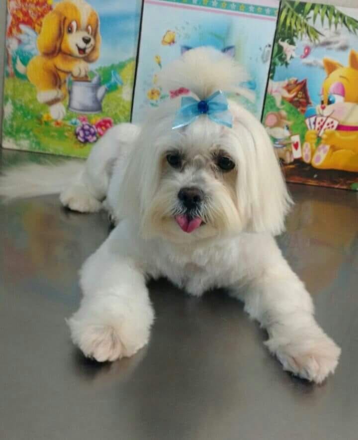Homenagem da Funerais Pet à cachorrinha Tina -