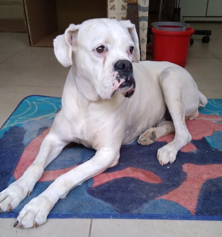 Homenagem da Funerais Pet à cachorrinha Branca -