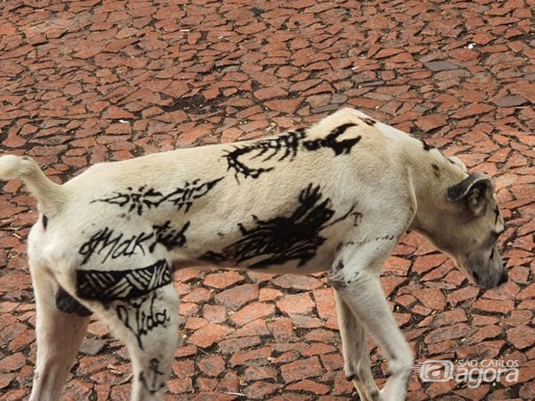 Câmara aprova proibição de tatuagem em cães e gatos com fins estético - Crédito: redes sociais
