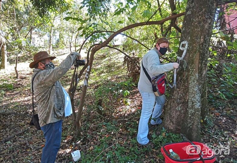 Levantamento arbóreo identificou e catalogou todas as árvores do Parque do Bicão e seu entorno - Crédito: Divulgação