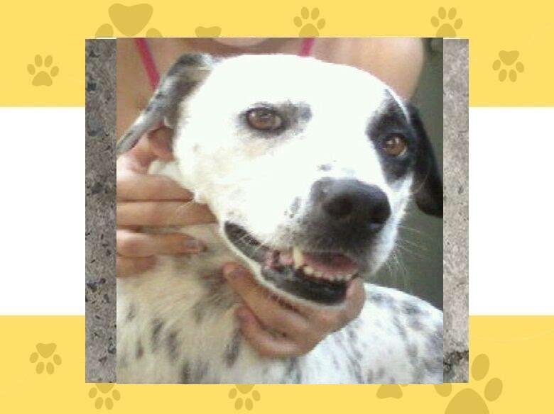 Homenagem da Funerais Pet a cachorrinha Tusca -