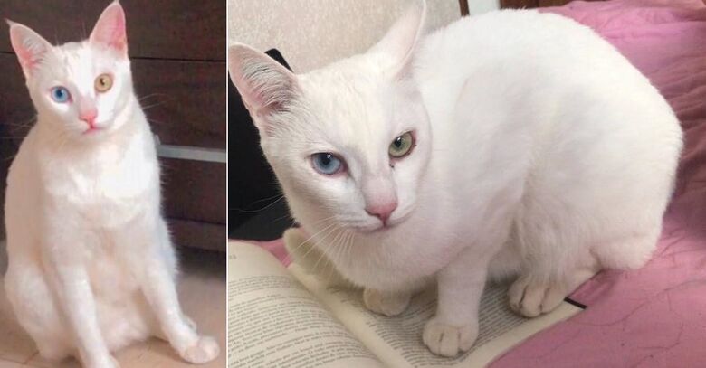 Gatinho Chico desaparece na Costa do Sol. Ajude a encontrá-lo -