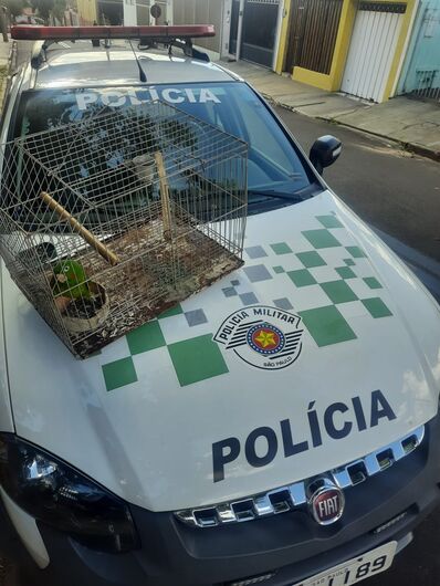Maritaca estava presa em gaiola - Crédito: Divulgação