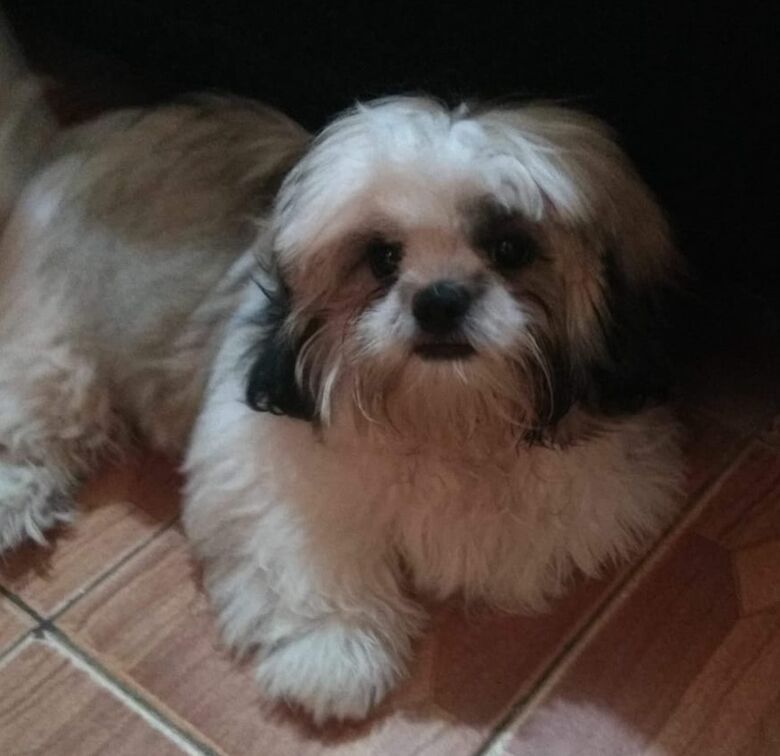 Cachorro Marley desaparece na região do Santa Felícia - 