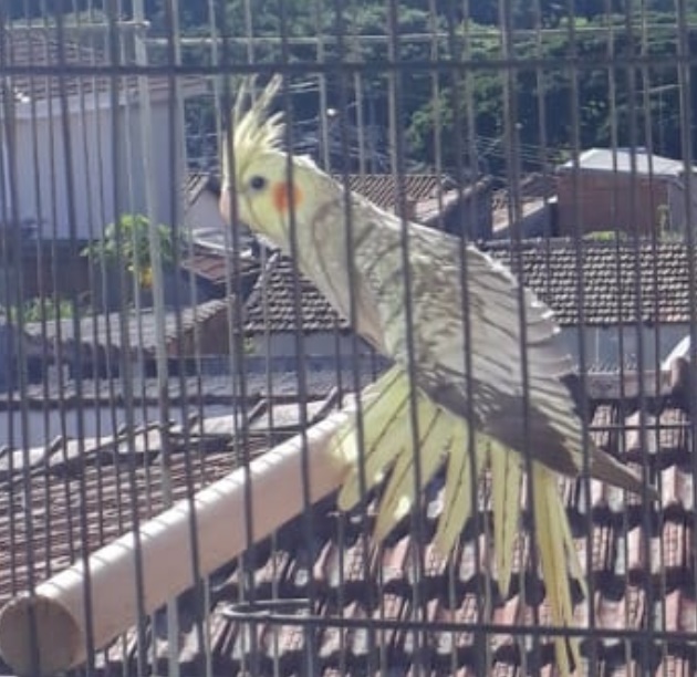 Calopsita Kito desaparece na região do Jardim Bandeirantes -