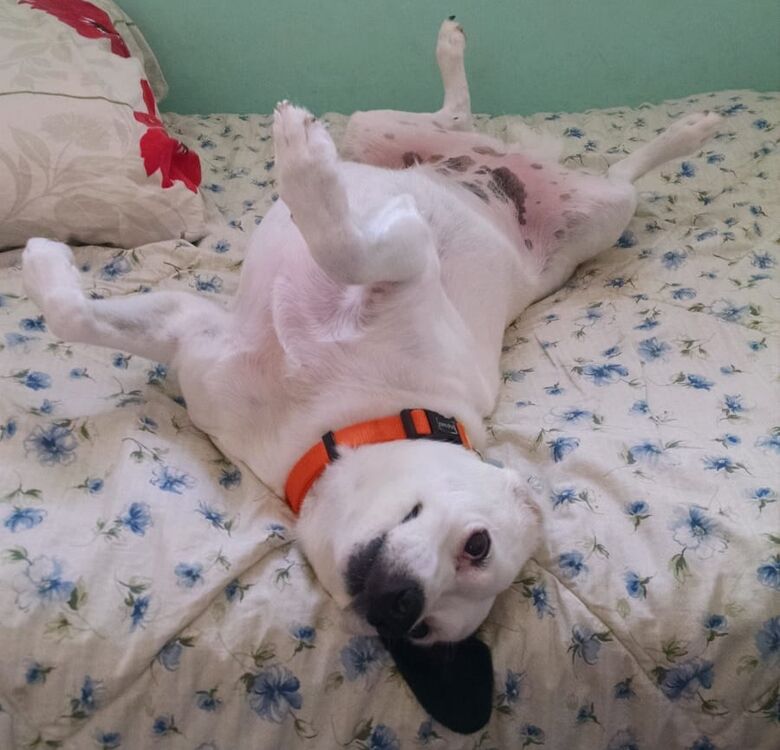 Homenagem da Funerais Pet à cachorrinha Milu -