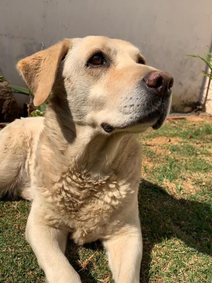 Cachorra Laisa está desaparecida. Ajude a encontrá-la -
