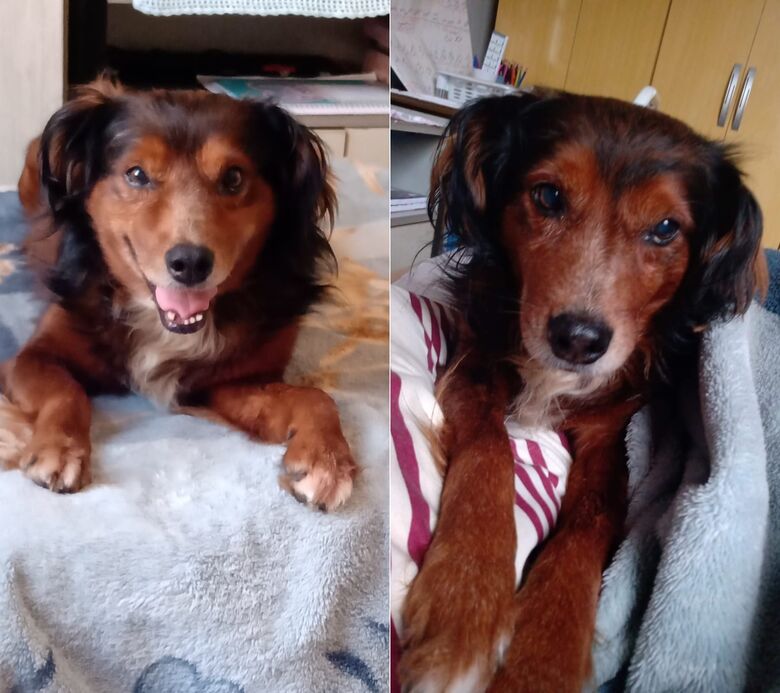 Cachorro Tody desapareceu no Centro. Ajude a encontrá-lo -