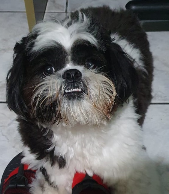 Cachorro Bethoven desaparece na região do Cardinali -