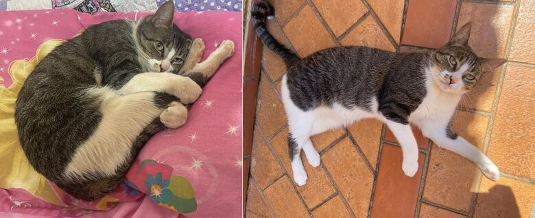 Gatinho Cookie desparece no Jardim Bandeirantes -
