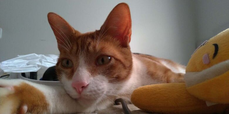 Gatinho Nathan desaparece no Douradinho -