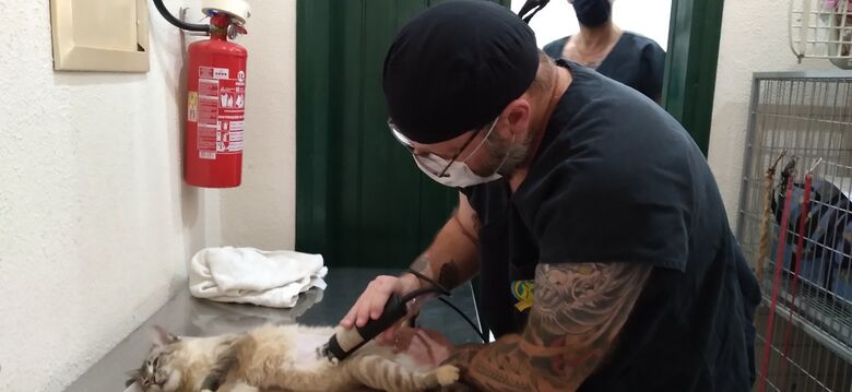 Castração de cães e gatos será retomada - Crédito: divulgação