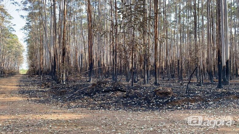 Cerrado da UFSCar foi castigado pelo incêndio: fauna e flora foram seriamente atingidos - Crédito: Márcio David