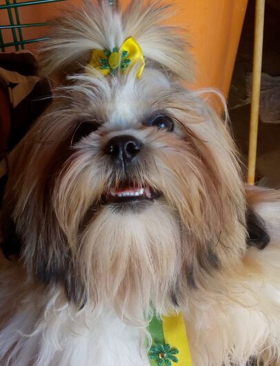 Homenagem da Funerais Pet ao cachorrinho Tião -