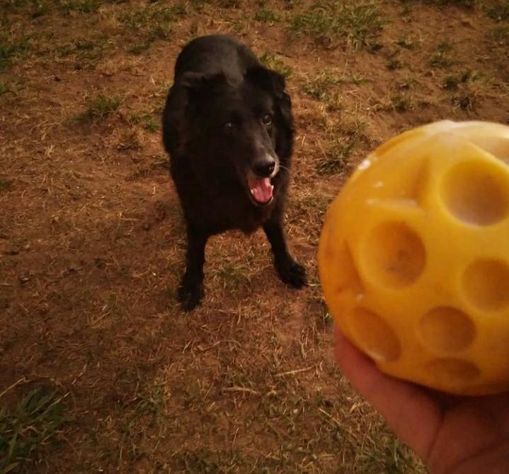 Homenagem da Funerais Pet a cachorrinha Sophia -