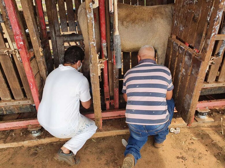 Veterinários cuidam dos animais que foram salvos durante a queimada que causou grandes danos à Embrapa - Crédito: Juliana Sussai e Gisele Rosso