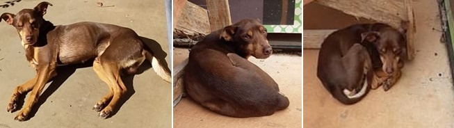 Cachorro Tobby está desaparecido. Ajude a encontrá-lo -