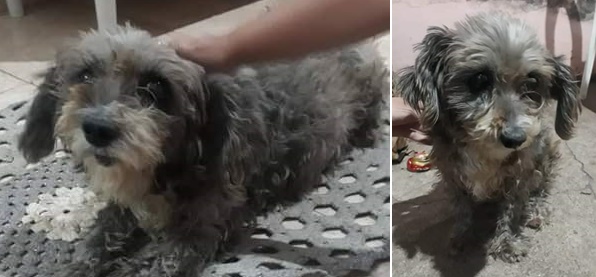 Cachorra Belinha desaparece no Centreville -