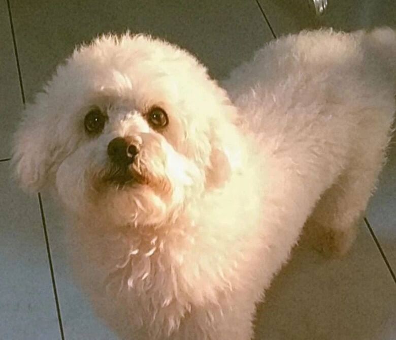 Cachorrinha Guddu desaparece no Bicão -
