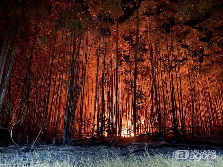 Fogo devorou centenas de árvores no cerrado da UFSCar - Crédito: Leitor SCA