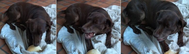 Cachorra Mel desaparece no Planalto Paraíso -