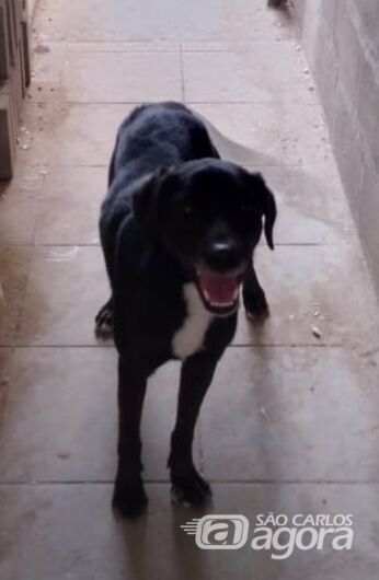 Cachorro Miguel desaparece na Vila Nery - 
