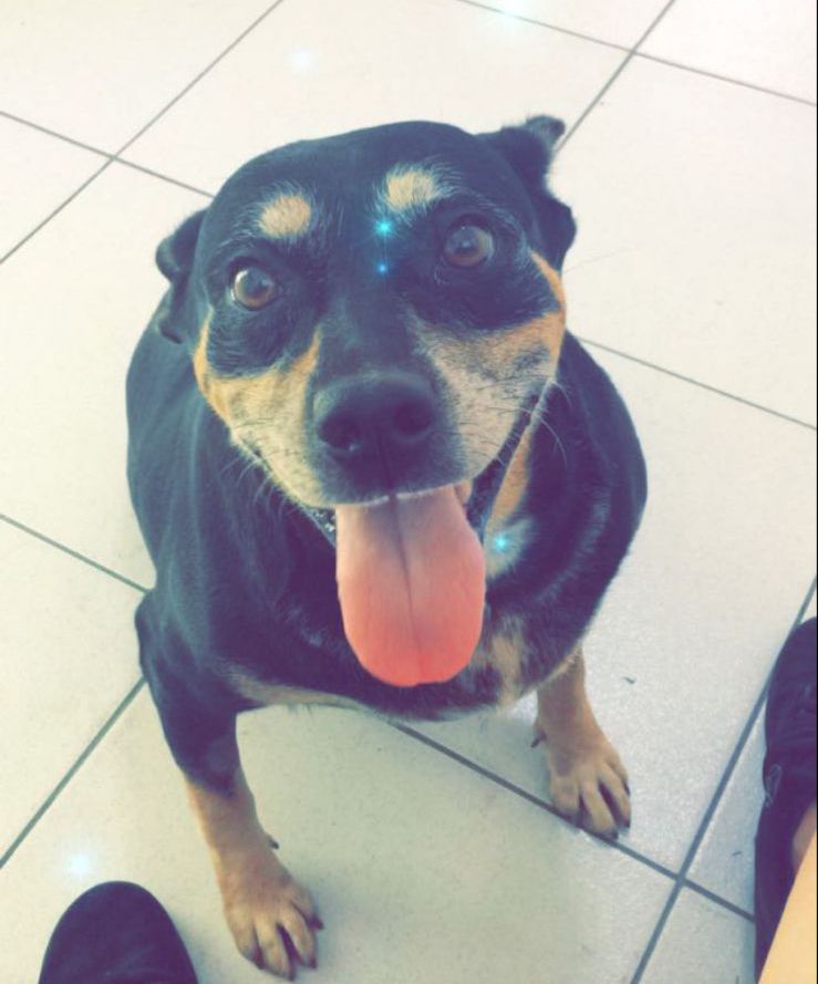 Cachorra Pretinha desaparece na região da Ufscar -