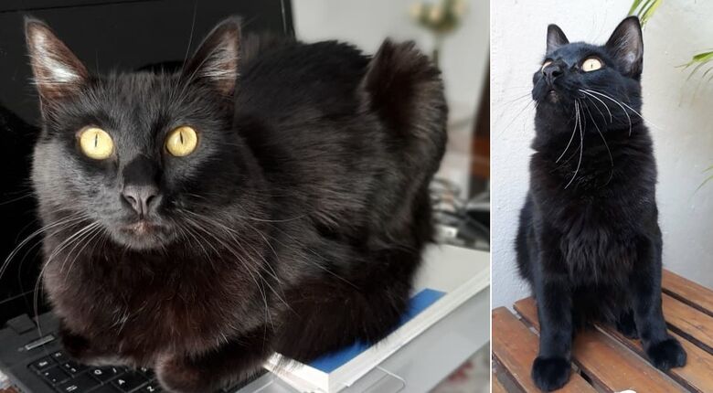 Gatinho Julio desaparece na região do Maria Stella Fagá -