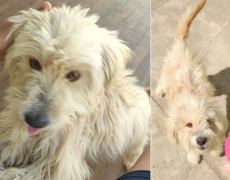 Cachorro Albino desaparece no Arcoville -