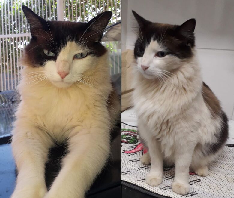 Gatinho Billy desapareceu no Jardim Araucária -