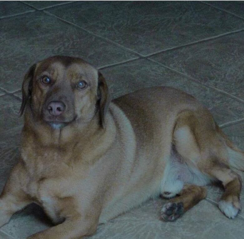 Homenagem da Funerais Pet ao cachorrinho Ozzy -