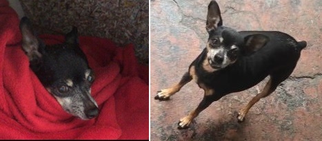 Cachorrinha Belinha desaparece no Cruzeiro do Sul -