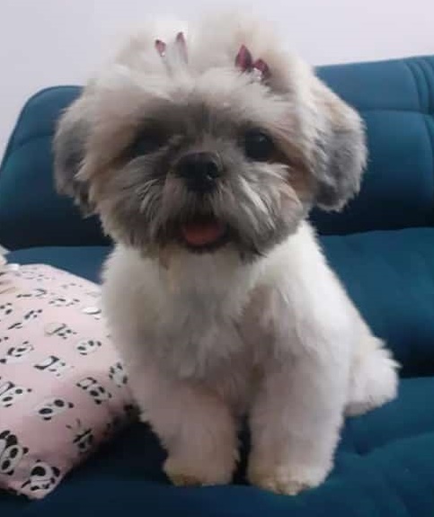 Cachorrinha Moranguinho desaparece no Santa Maria -