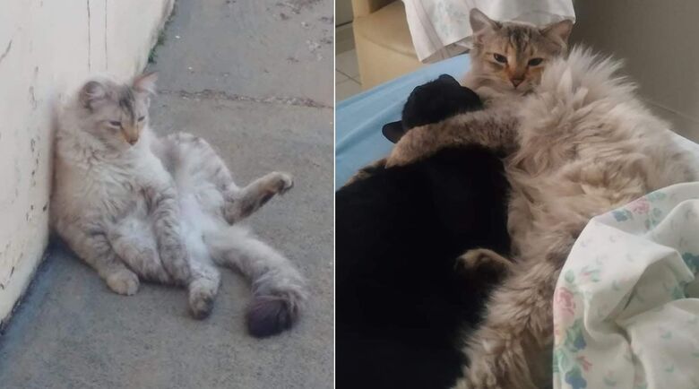 Gatinha Sky está desaparecida. Ajude a encontrá-la -